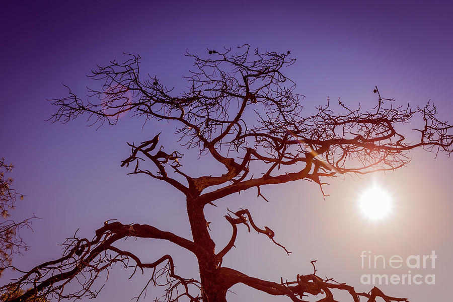 Nature Photograph - Torrey Pine Tree Sun Flare by Edward Fielding