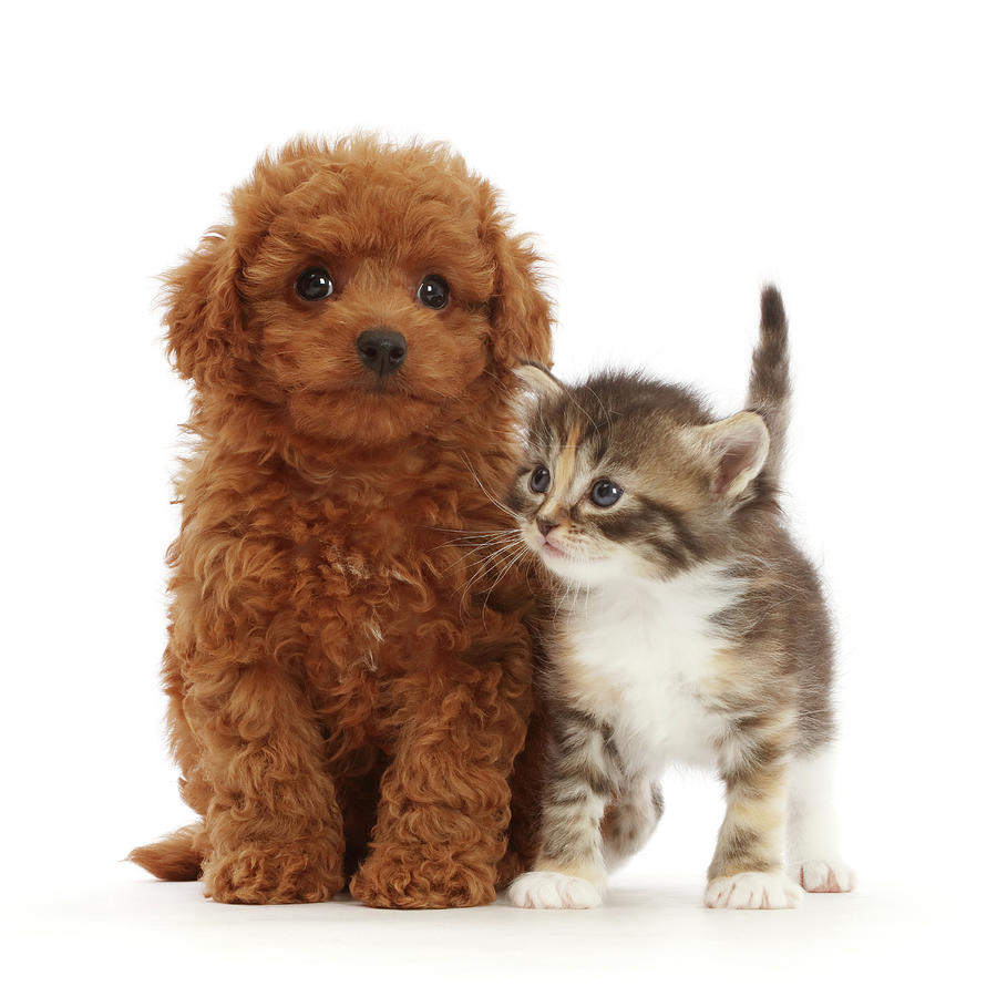 Tortie Tabby Kitten, And Red Cavapoo Photograph by Mark Taylor