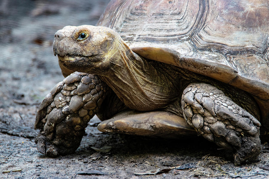 Tortoise 1 Photograph by Robert Michaud - Pixels