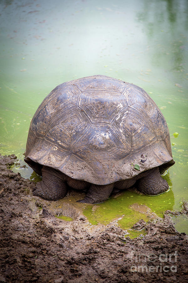 Tortoise Butt Photograph by Becqi Sherman