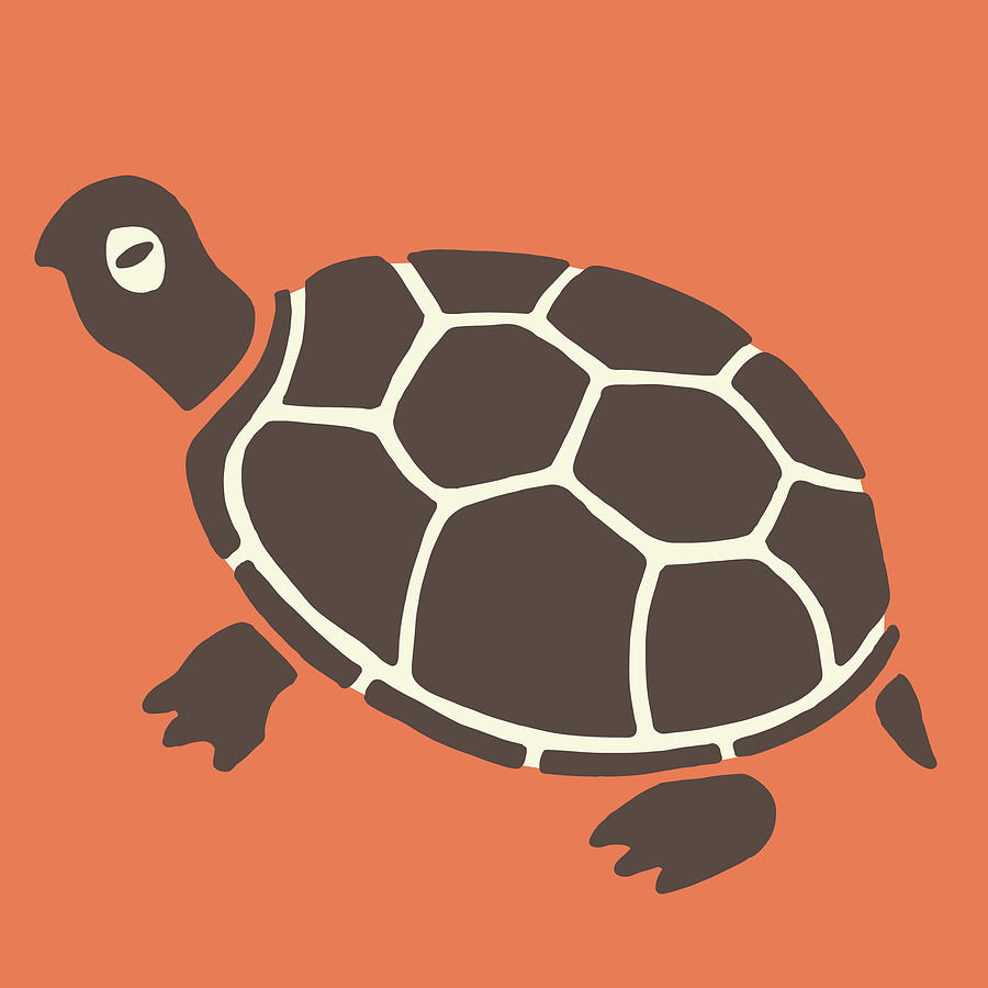 Turtle Drawing - Tortoise by CSA Images
