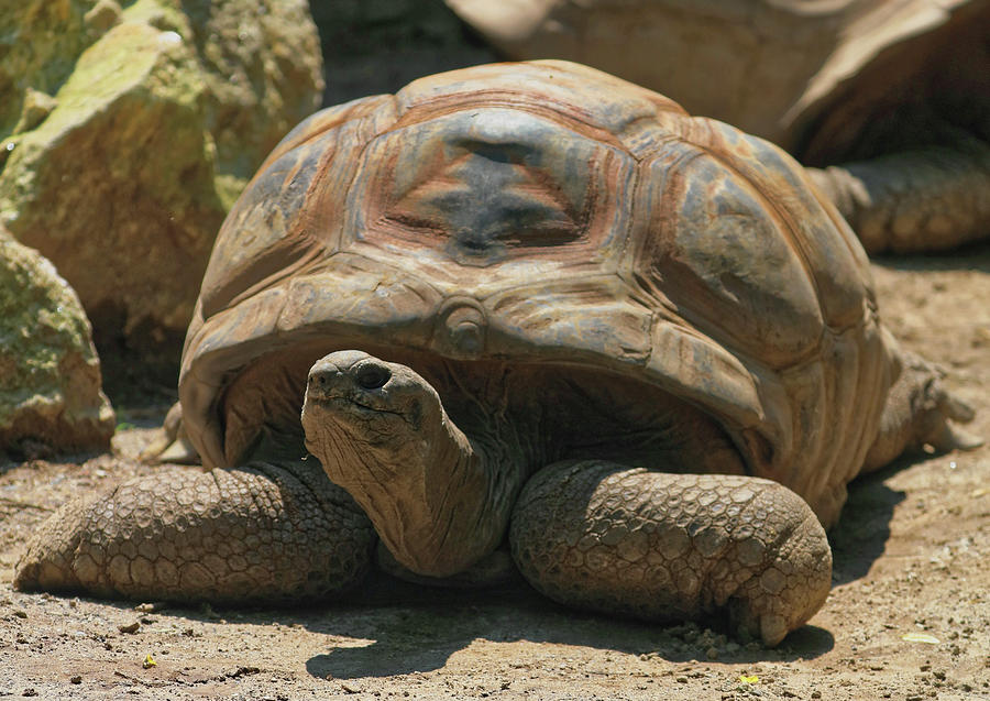 Tortoise Photograph by Doolittle Photography and Art