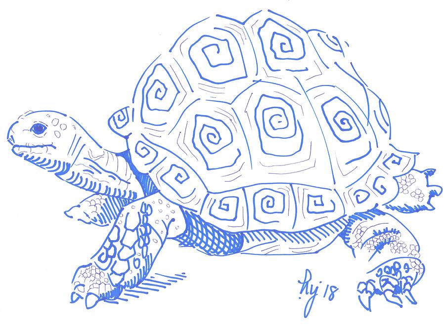 Tortoise drawing Drawing by Mike Jory