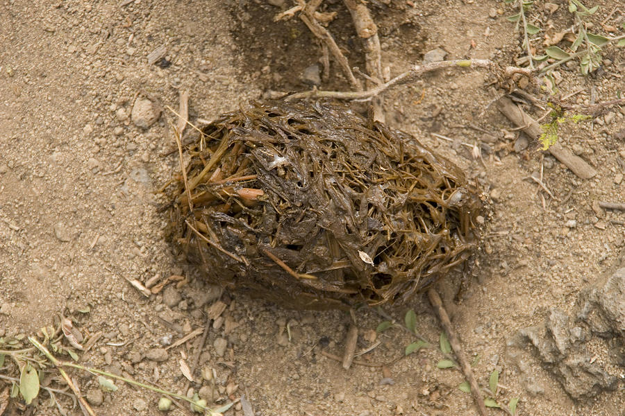 Tortoise Dung Photograph by David Hosking