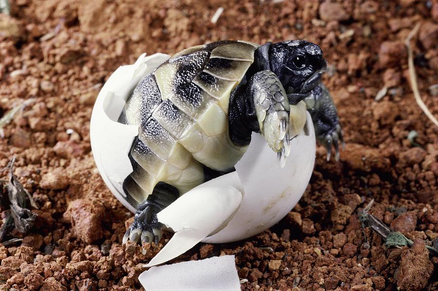 Tortoise Hatching Photograph by Nhpa - Fine Art America