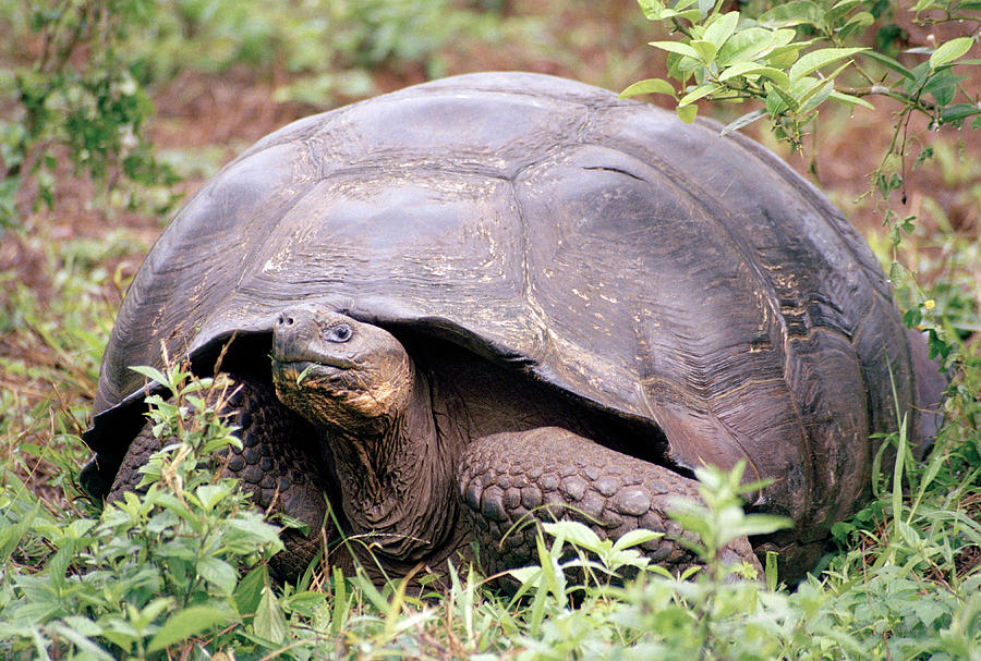 Tortoise In The Galapagos Digital Art by Bruno Cossa - Pixels