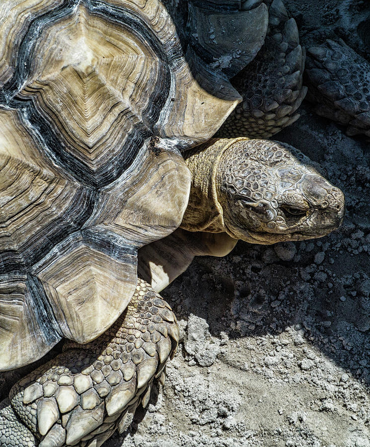 Tortoise Photograph by Minnie Gallman