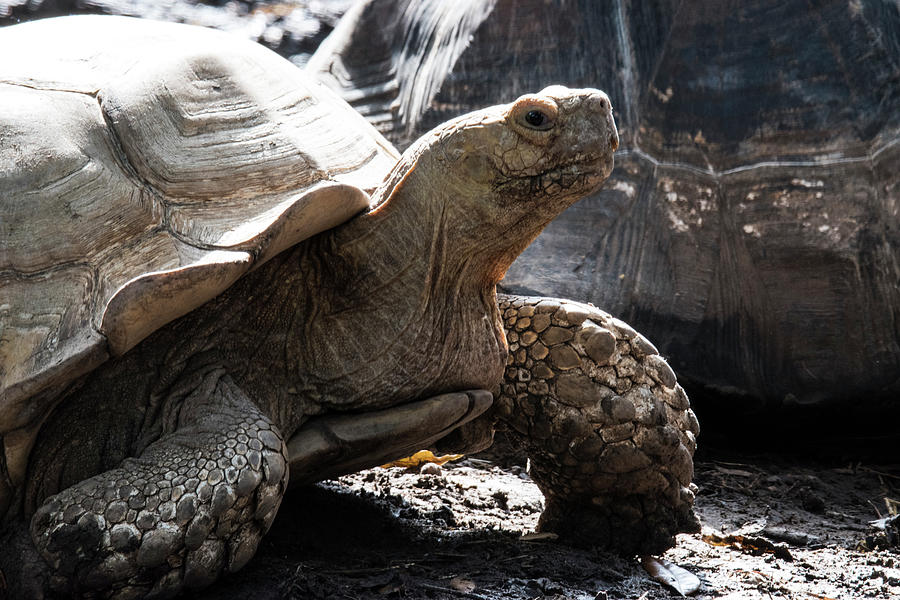 Turtle Photograph - Tortoise by Robert Michaud