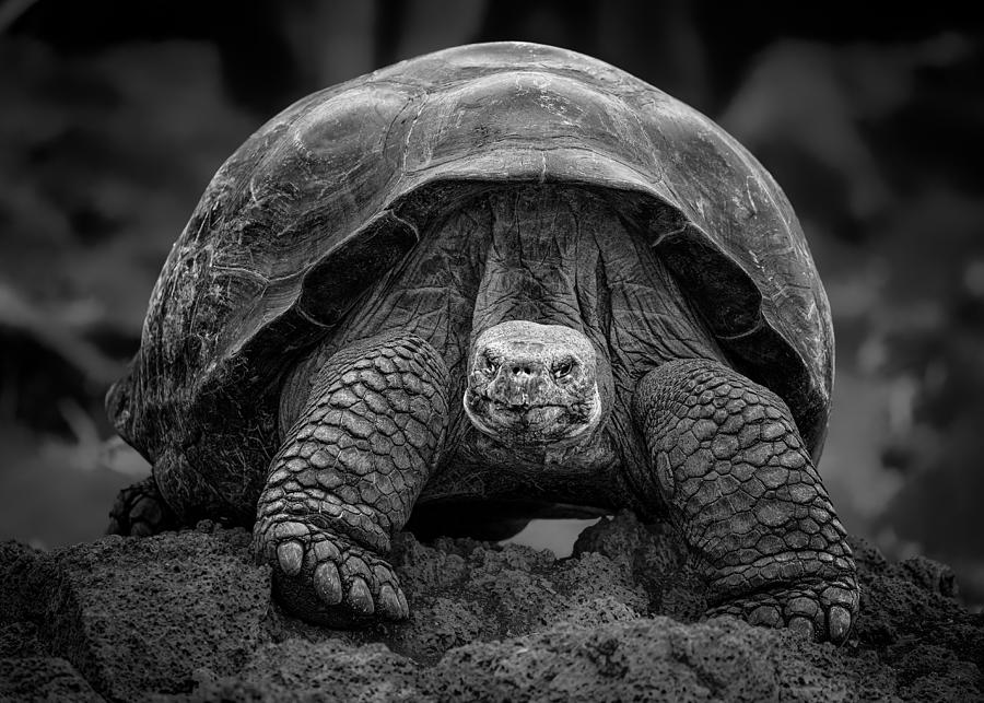 Tortoise Photograph by Siyu And Wei Photography - Fine Art America