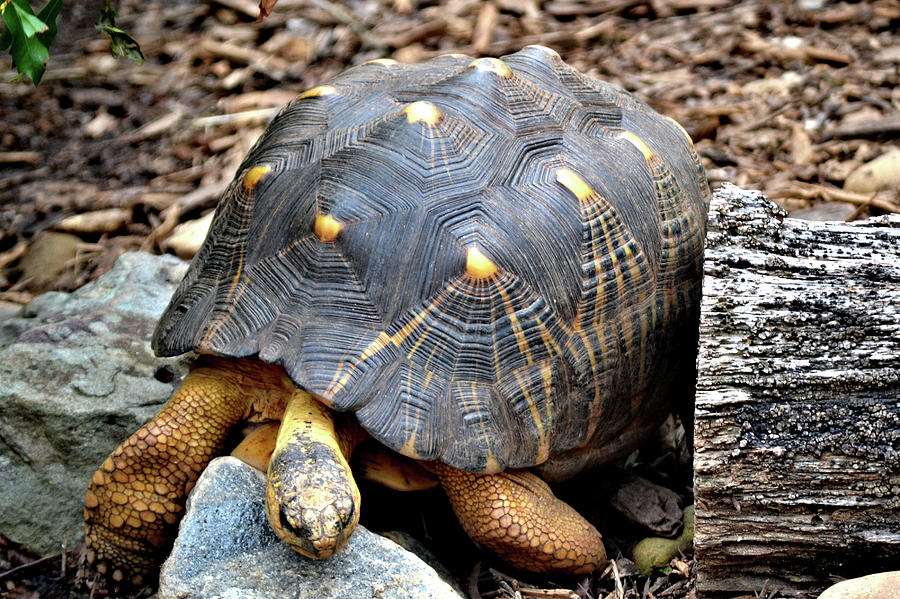 Tortoise Photograph by Tara Potts