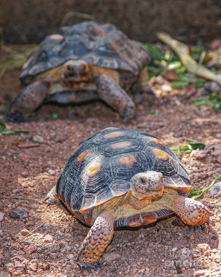 Tortoise Twins Photograph