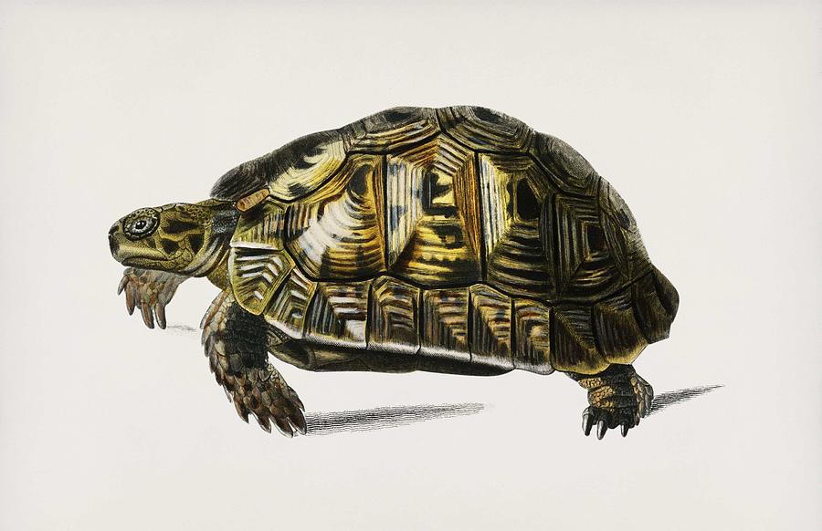 Tortoises  Testudo  illustrated by Charles Dessalines D Orbigny  1806 1876  2 Painting by Celestial Images