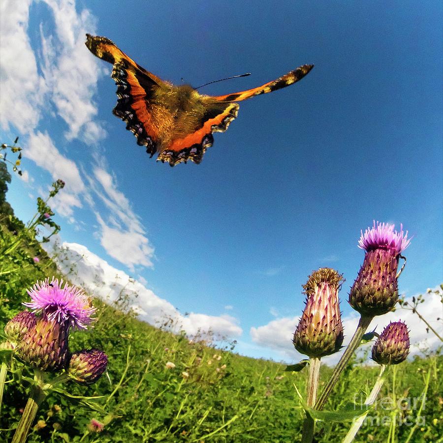 Butterfly Photograph - Tortoiseshell Butterfly by Dr. John Brackenbury/science Photo Library