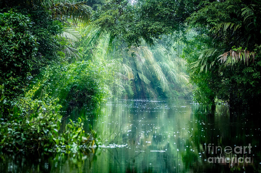 Forest Photograph - Tortuguero National Park Rainforest by Ronnybas Frimages Forest Photograph - Tortuguero National Park Rainforest by Ronnybas Frimages
