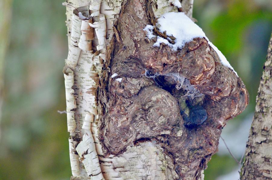 Tortured Tree Photograph by Greg Hayhoe | Fine Art America