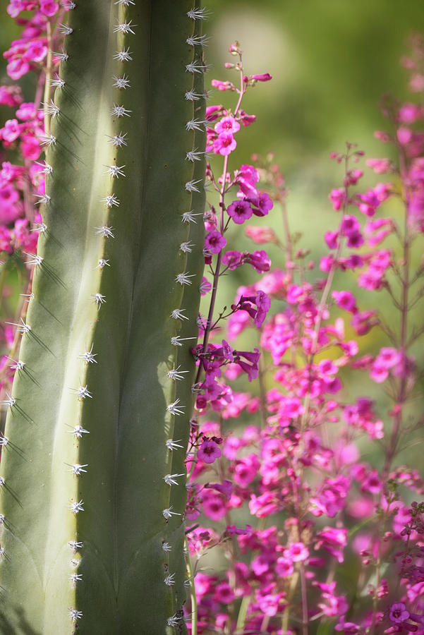 Totem Cactus With Pink Penstemon  Photograph by Saija Lehtonen