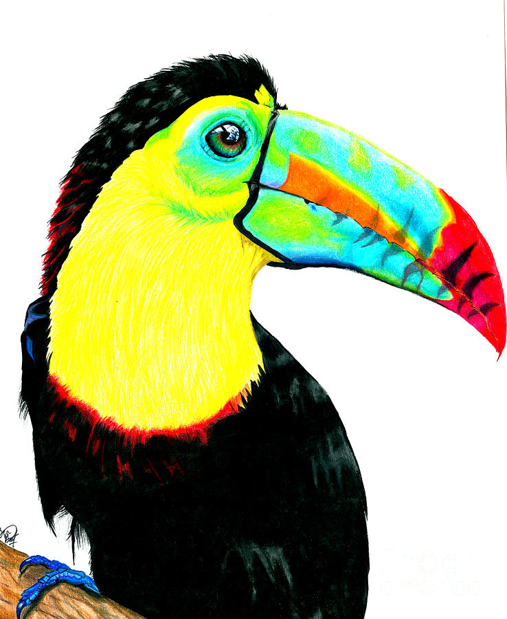 Drawing Of A Toucan