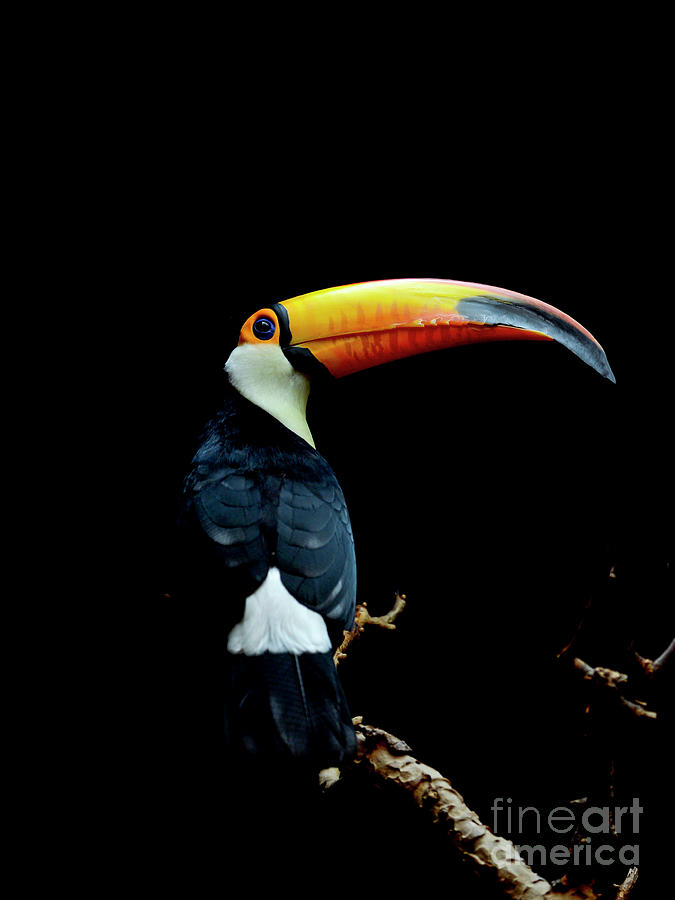 Toucan Bird Photograph by Yuwei Zhao