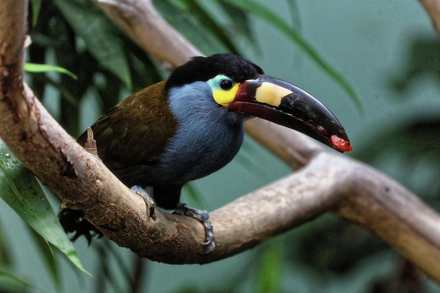 Toucan Photograph by Doolittle Photography and Art