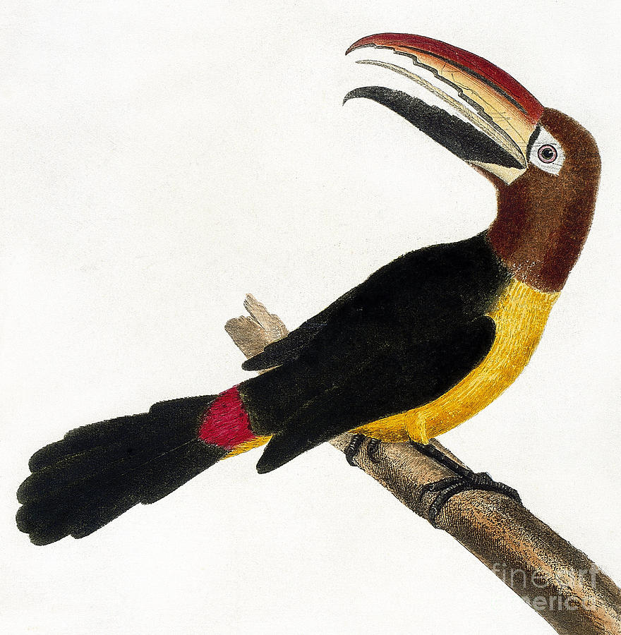 Toucan Painting by European School