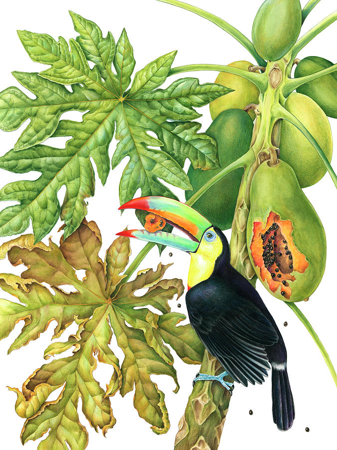 Toucan Painting - Toucan In Papaya Tree by Mindy Lighthipe- Artist Llc