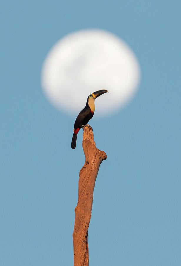 Toucan Moon Photograph by Max Waugh