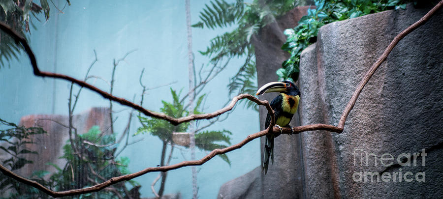 Toucan or Not... Photograph by Deborah Klubertanz - Fine Art America