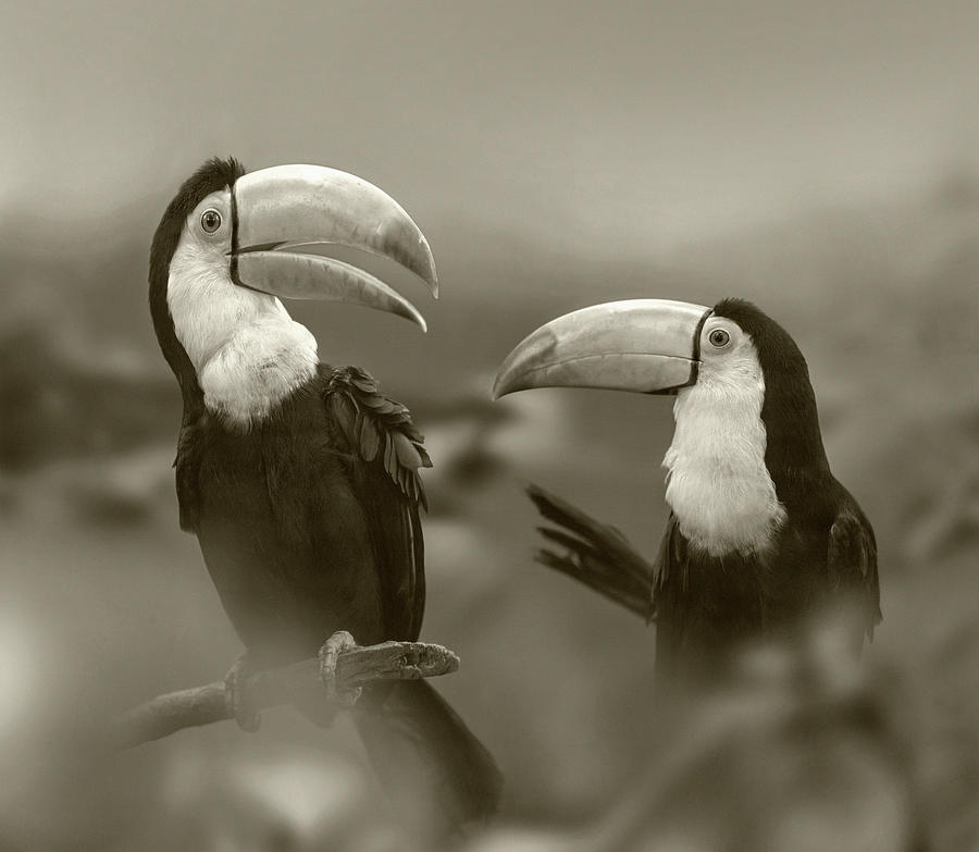 Toucan Pair Photograph by Tim Fitzharris