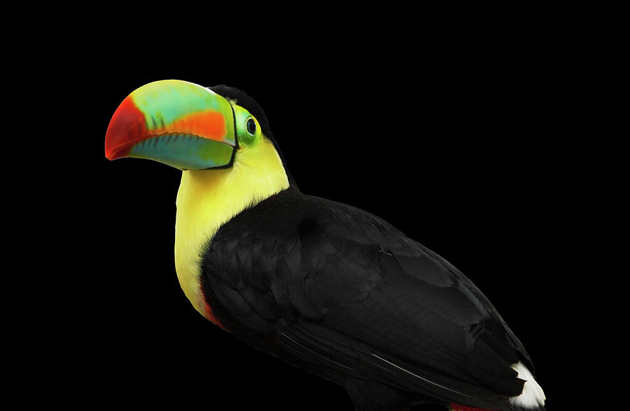 Toucan Photograph by Paul Taylor