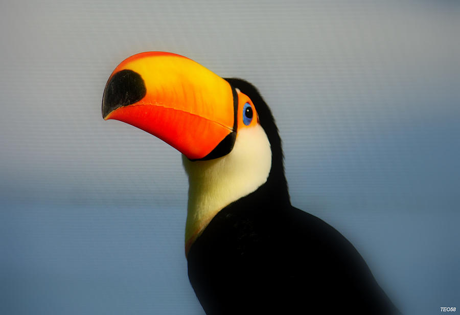 Toucan Ramphastos Toco Photograph by T. Vossinakis, Paros Island, Greece Toucan Ramphastos Toco Photograph by T. Vossinakis, Paros Island, Greece