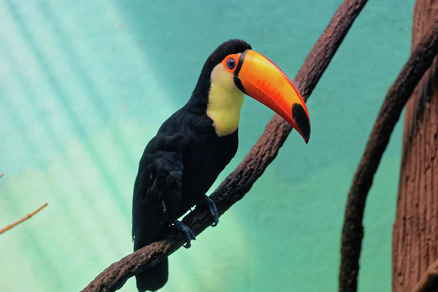 Toucan Two Photograph by Doolittle Photography and Art