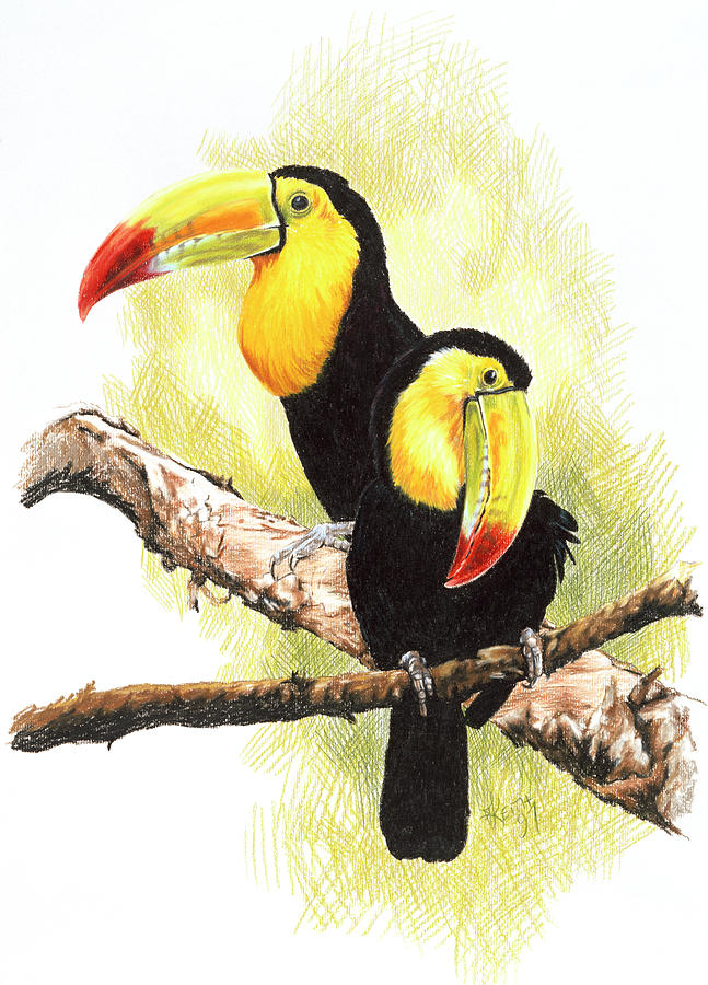 Toucan Painting - Toucans by Barbara Keith