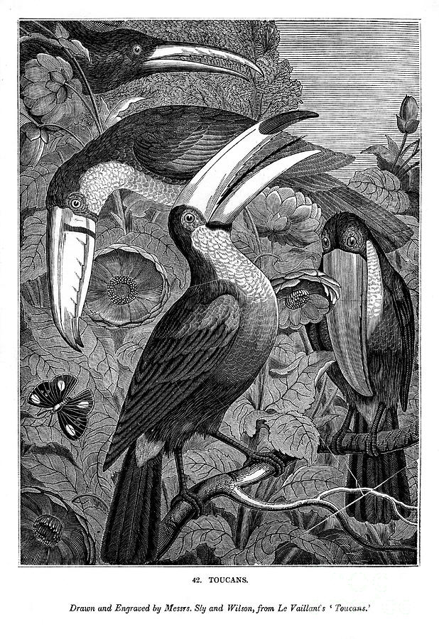 Toucans, C1770-1820 1843. Artist Messrs Drawing by Print Collector