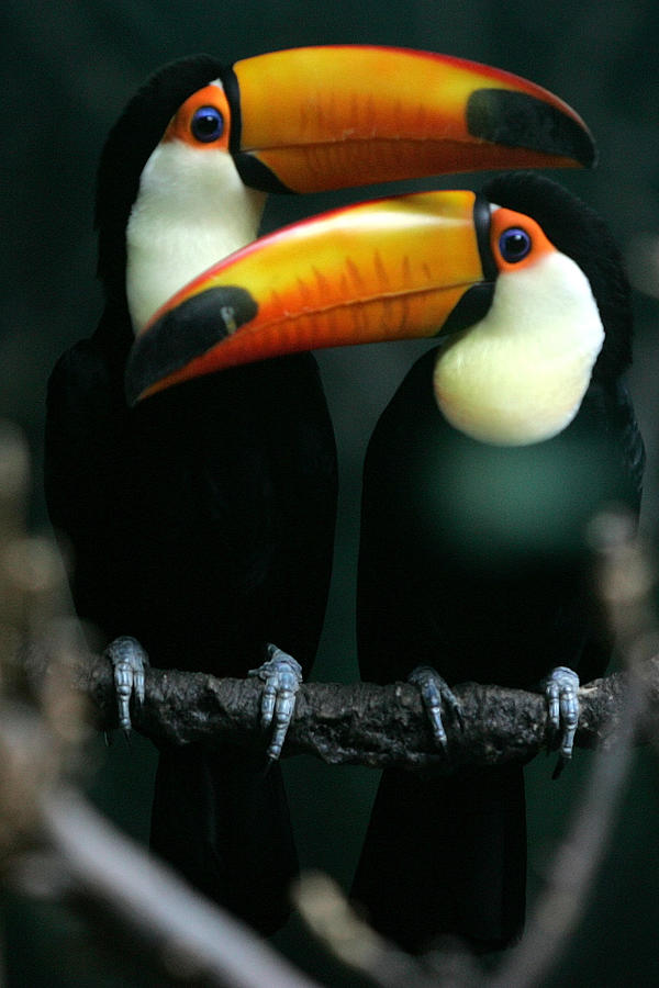 Toucans Rest Inside a Cage in Beijing Photograph by Jason Lee - Fine ...