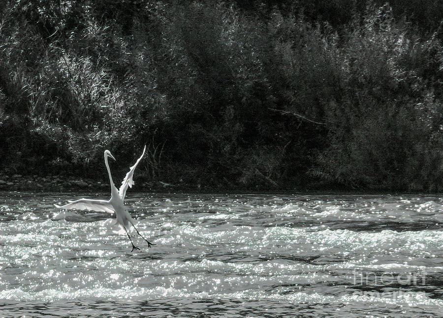 Touch Down Photograph by Randy J Heath