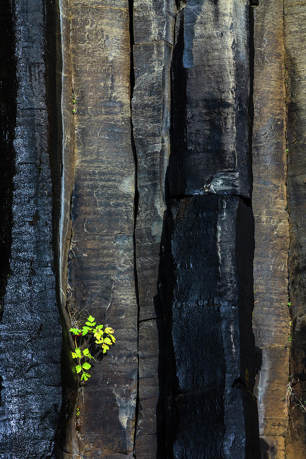 Touch Of Green On Basalt Photograph by Heike Odermatt