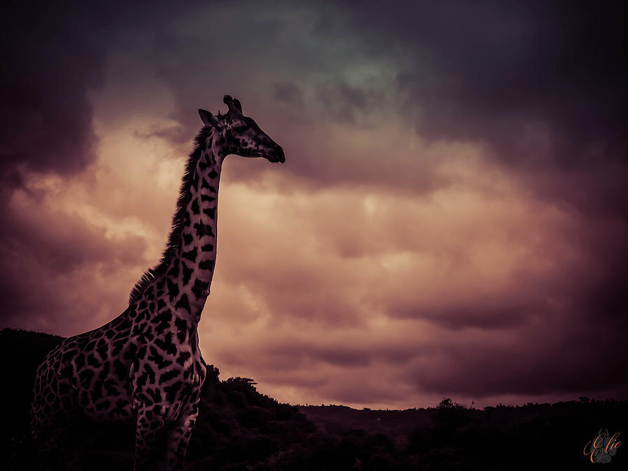 TOUCH THE CLOUDS by Elie Wolf TOUCH THE CLOUDS by Elie Wolf
