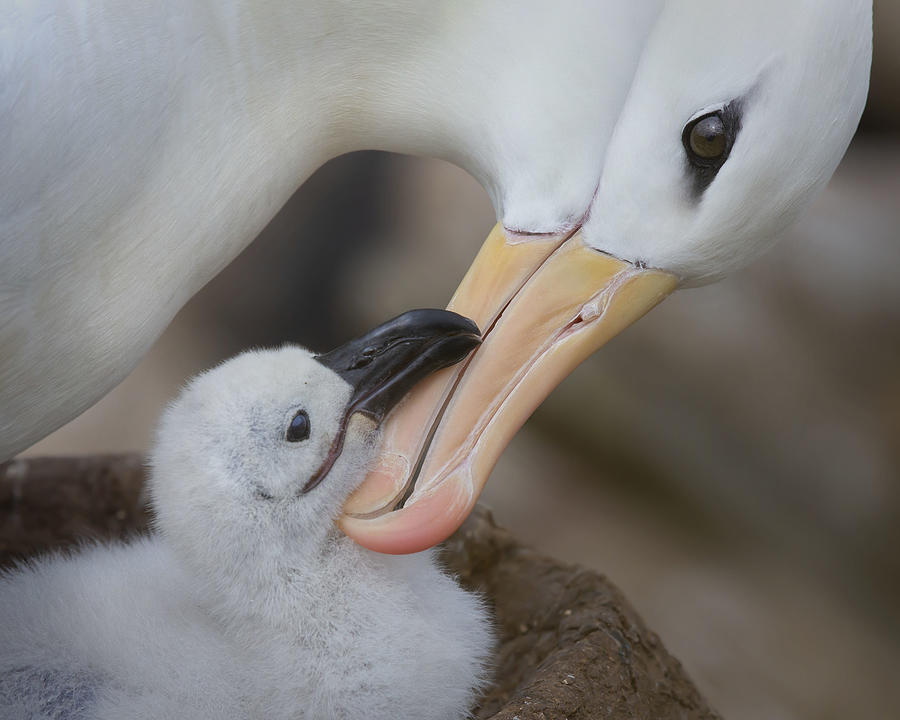 Albatross Photograph - Touch by Young Feng