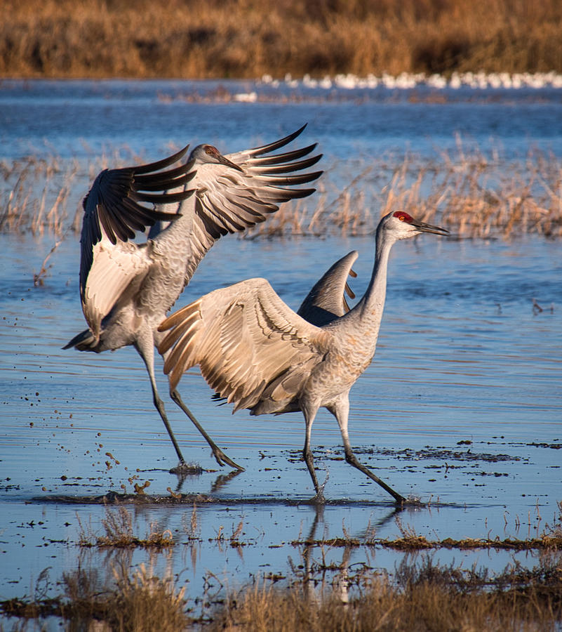 Touchdown Photograph by Jane Selverstone - Fine Art America