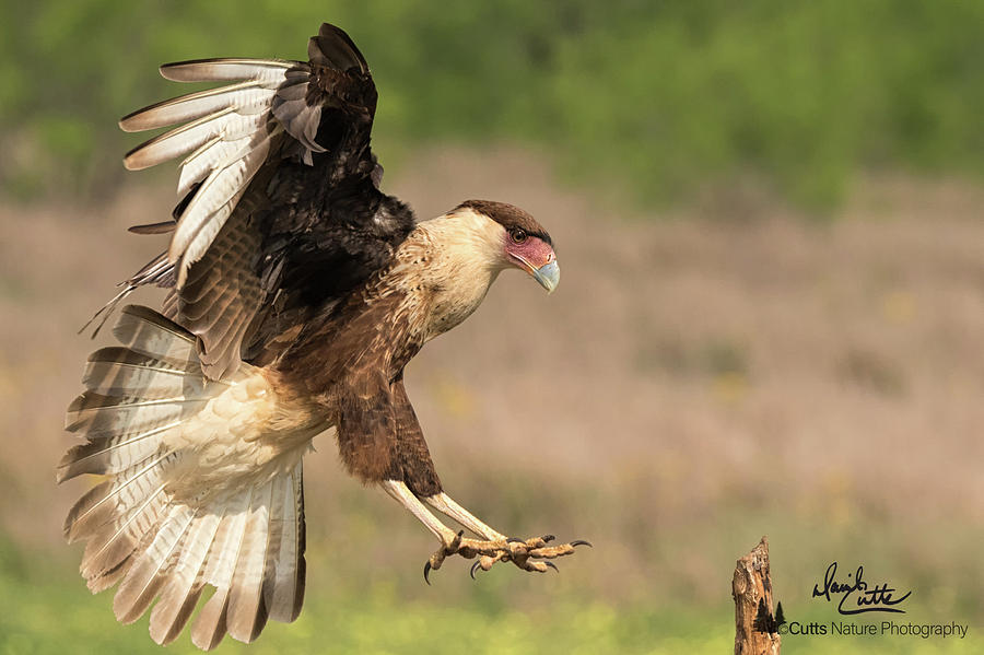 Touching Down by David Cutts Touching Down by David Cutts