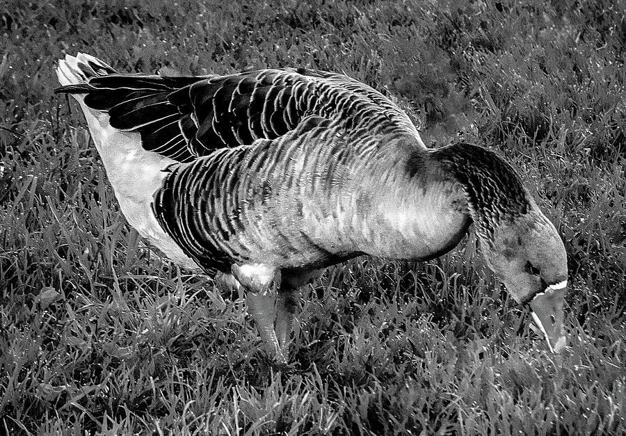 Toulouse Goose B W Photograph By Joseph Hollingsworth - Fine Art America