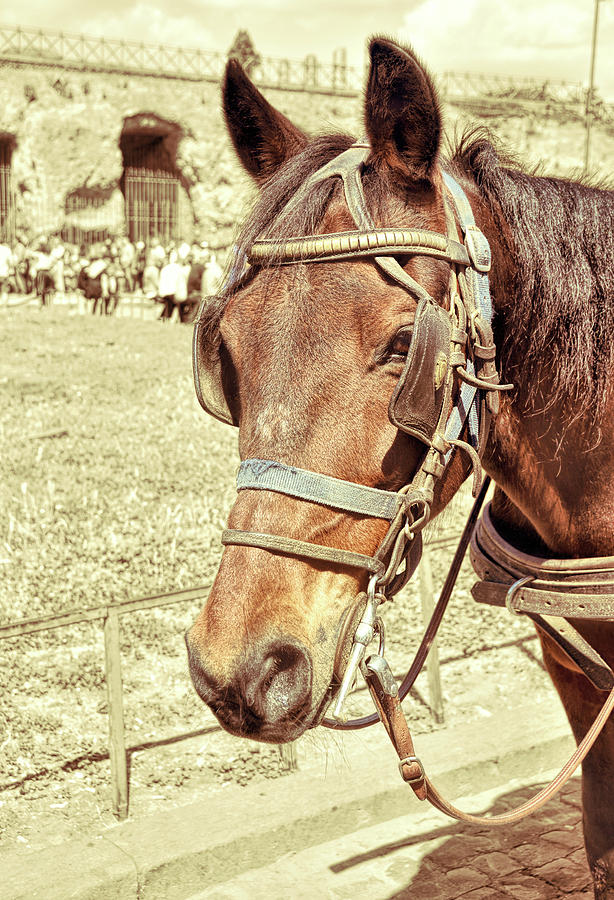 Horse Photograph - Tour Roma by JAMART Photography