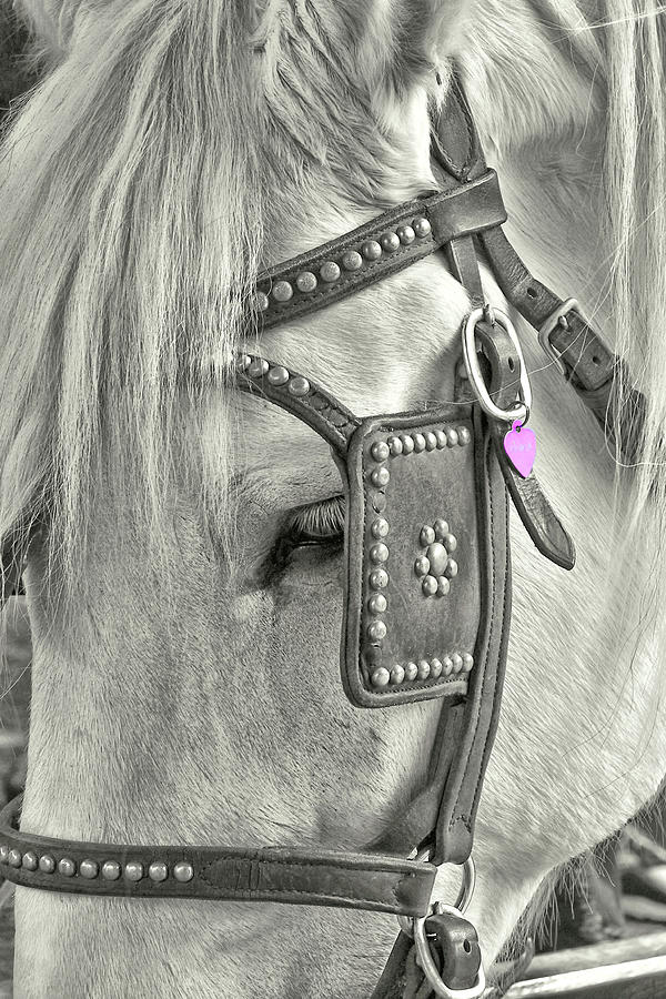 Horse Photograph - Tour Savannah by JAMART Photography