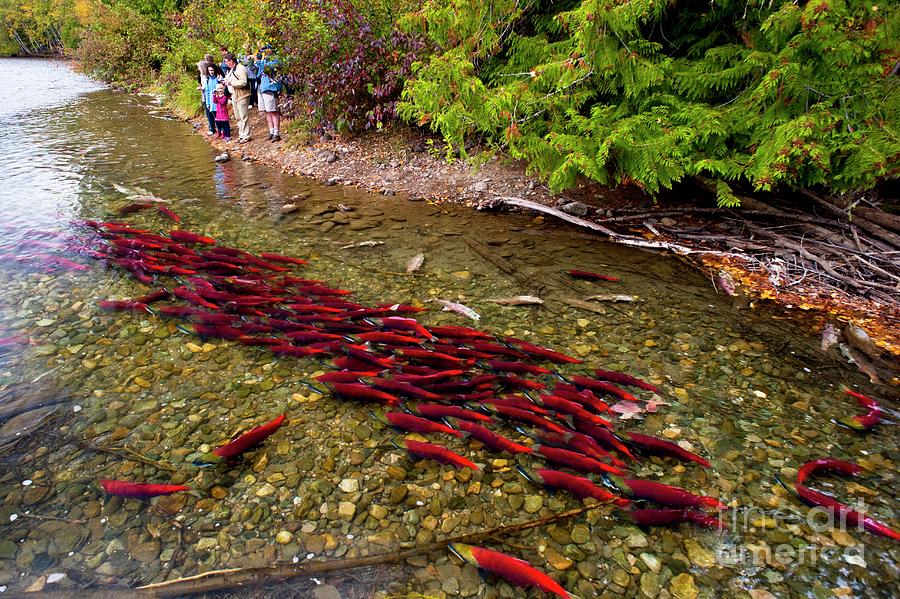 Animal Photograph - Tourists Watching Salmon Spawn by David Nunuk/science Photo Library