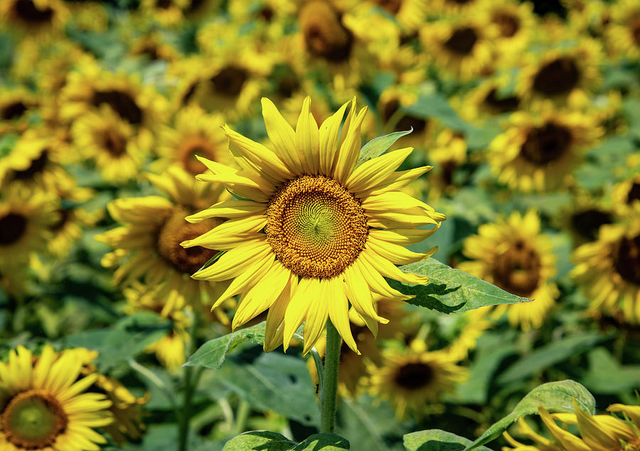 Tournesol Sunflower Photograph by Rose Guinther
