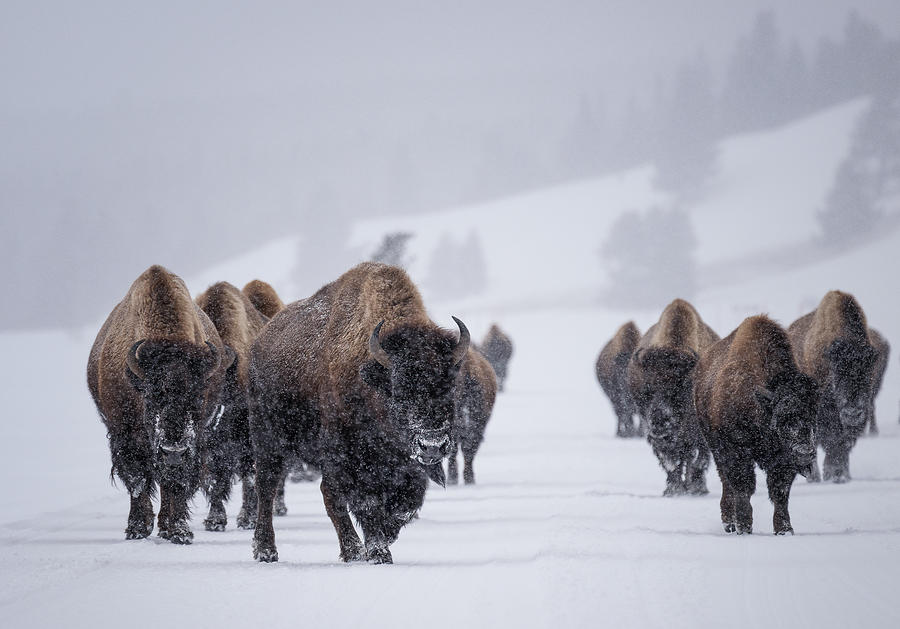 Towards Us Photograph by Susanne Landolt - Fine Art America