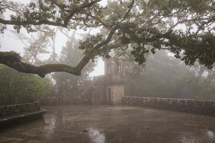 Quinta Photograph - Tower Among The Fog Next To Huge Tree by Cavan Images Quinta Photograph - Tower Among The Fog Next To Huge Tree by Cavan Images