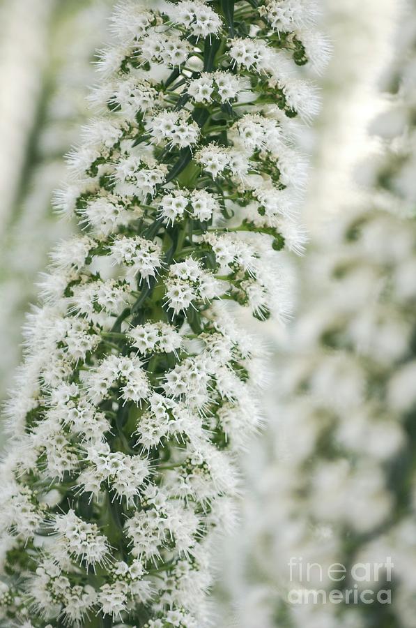 Nature Photograph - Tower Of Jewels (echium Simplex) by Maria Mosolova/science Photo Library