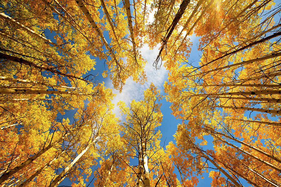 Towering Aspens Photograph by Darren White Photography - Fine Art America