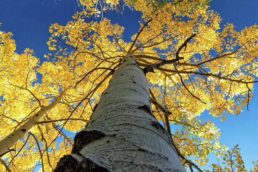 Towering Fall Foliage Photograph by Tony Hake